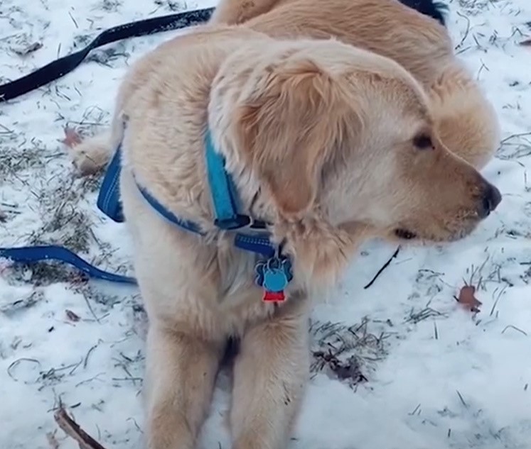 dog lying on snow