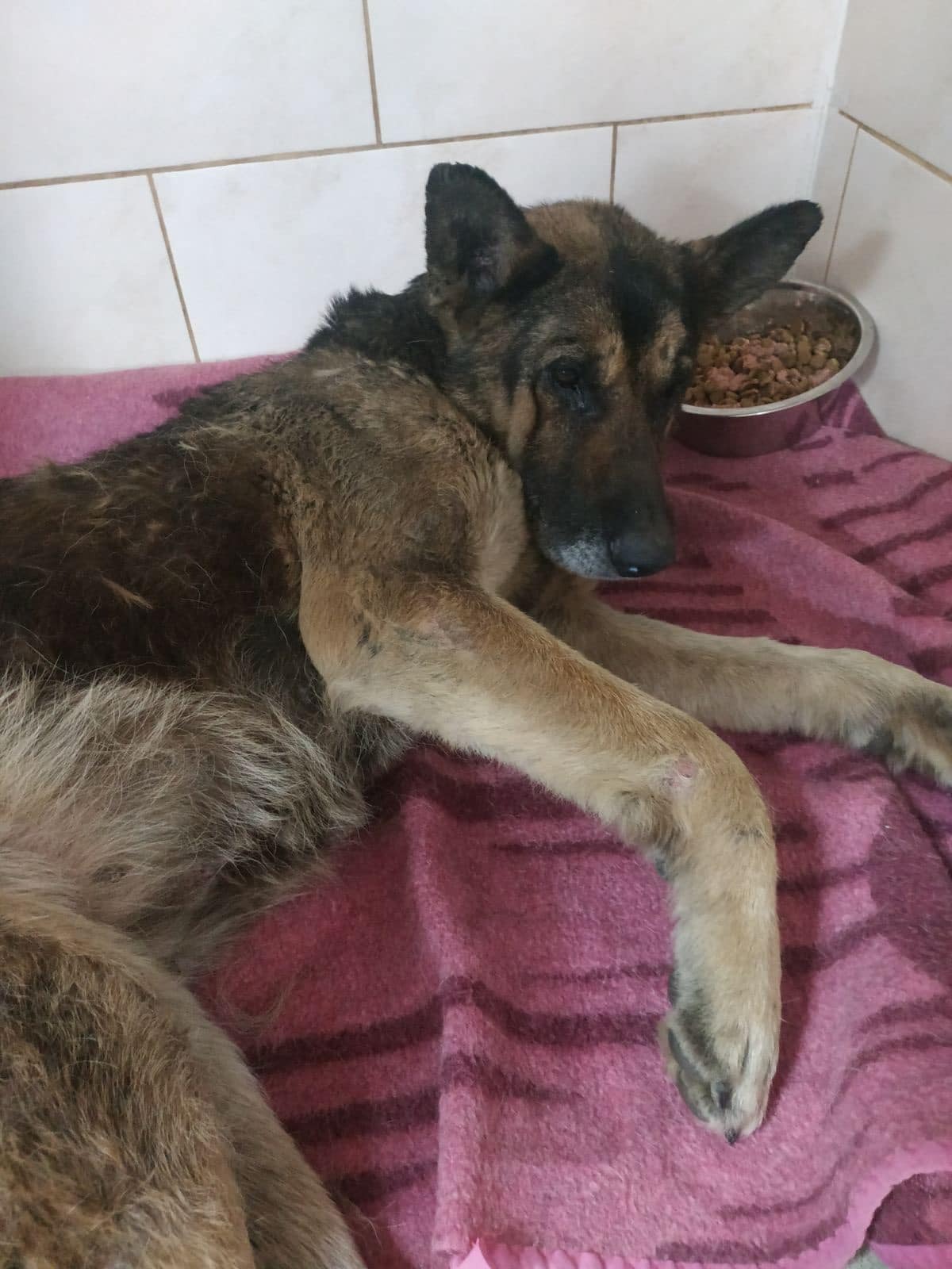 dog lying on the blanket with food bowl