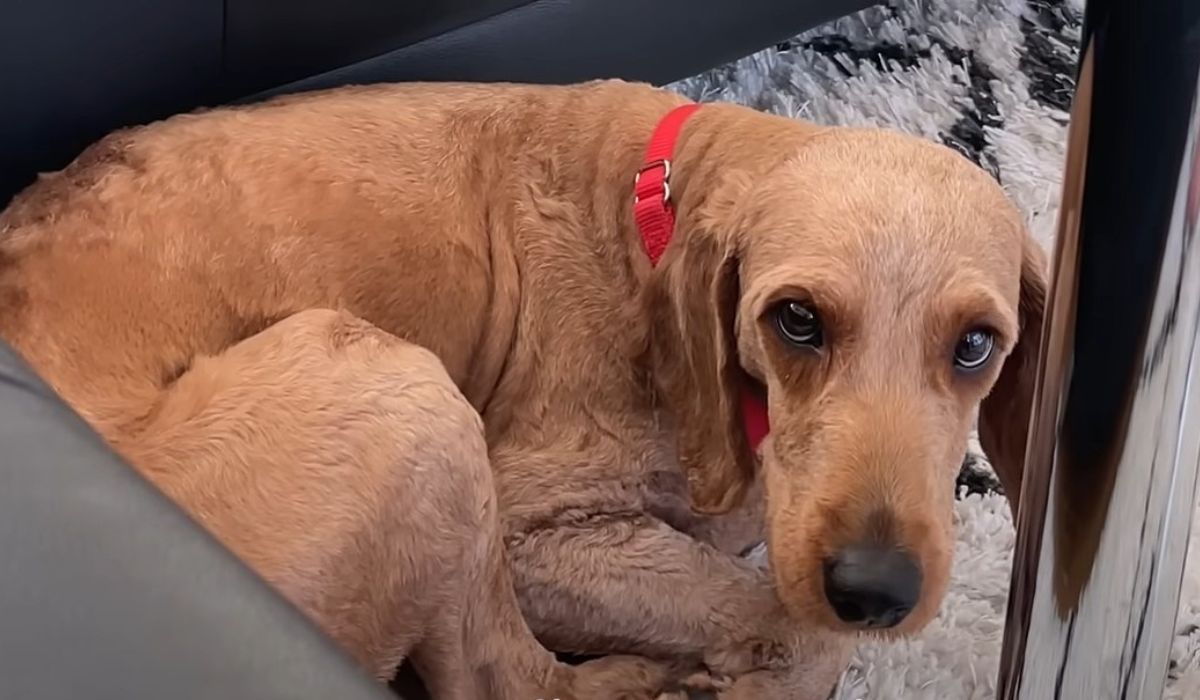 dog lying on the carpet at home