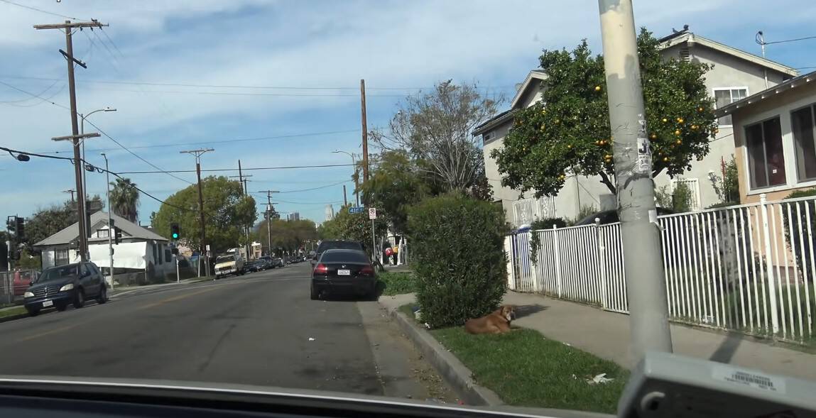 dog lying on the grass by the street