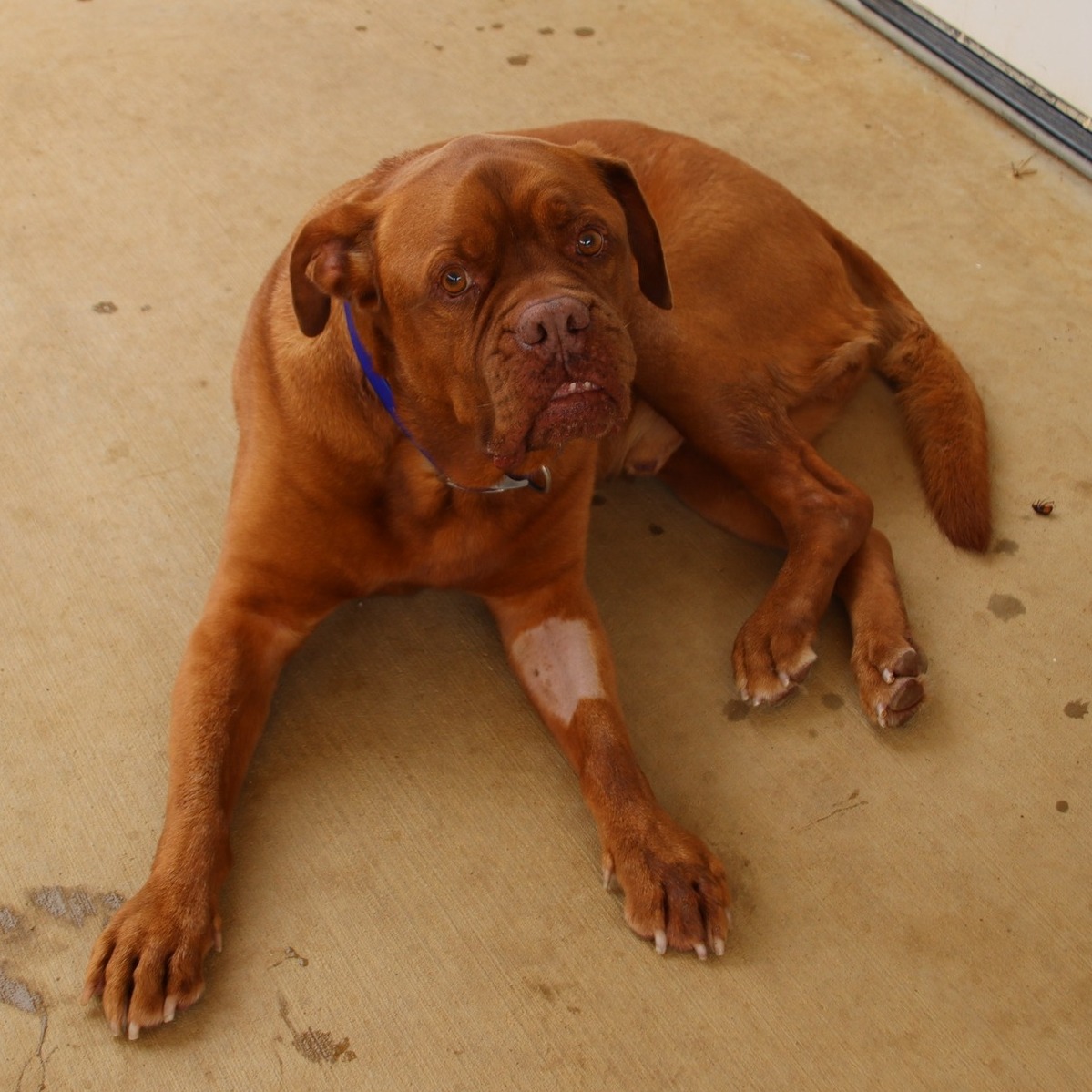 dog lying on the ground