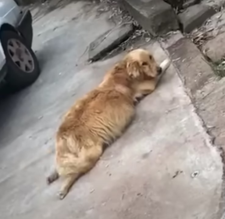 dog lying on the sidewalk