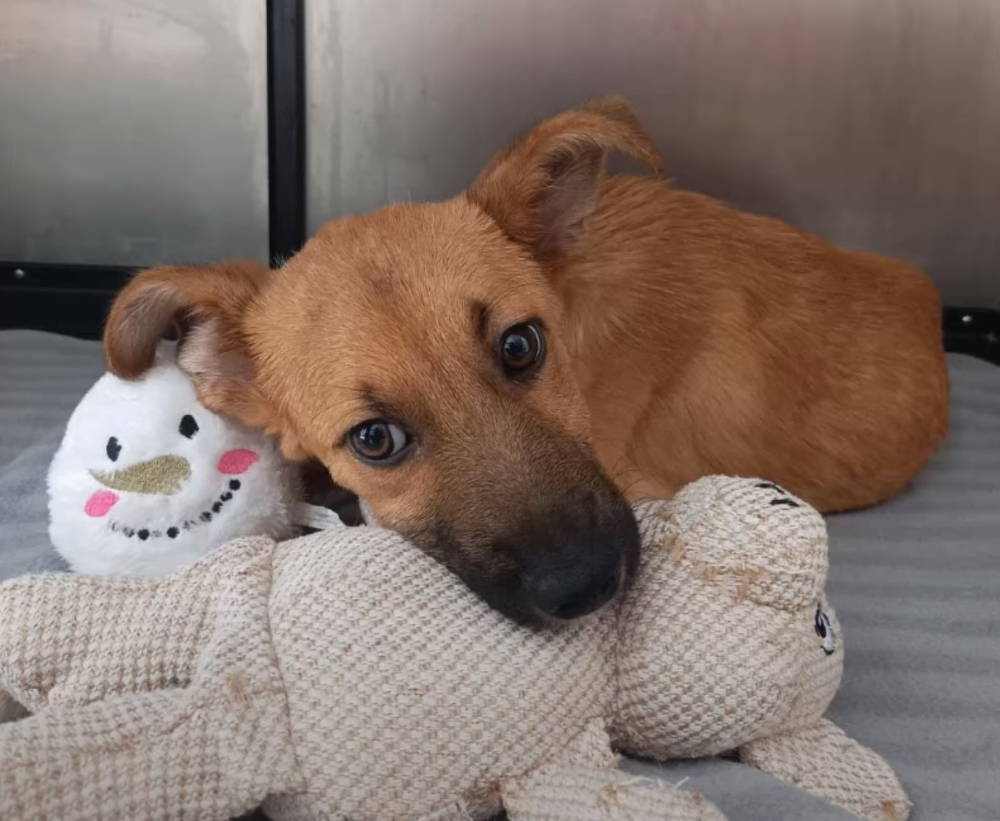 dog lying with toys