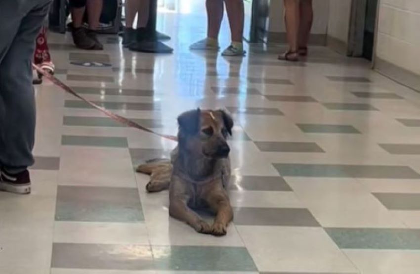 dog on a leash lying on the floor