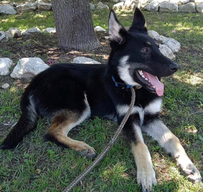 dog on a leash lying on the grass