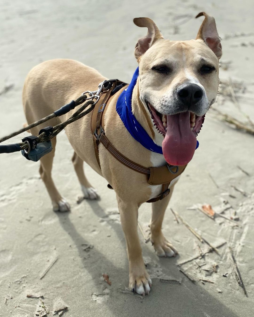 dog on a leash standing on a beach