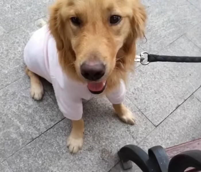 dog on a leash wearing a shirt