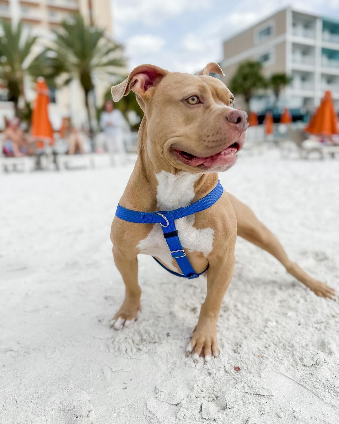 dog on the beach sand