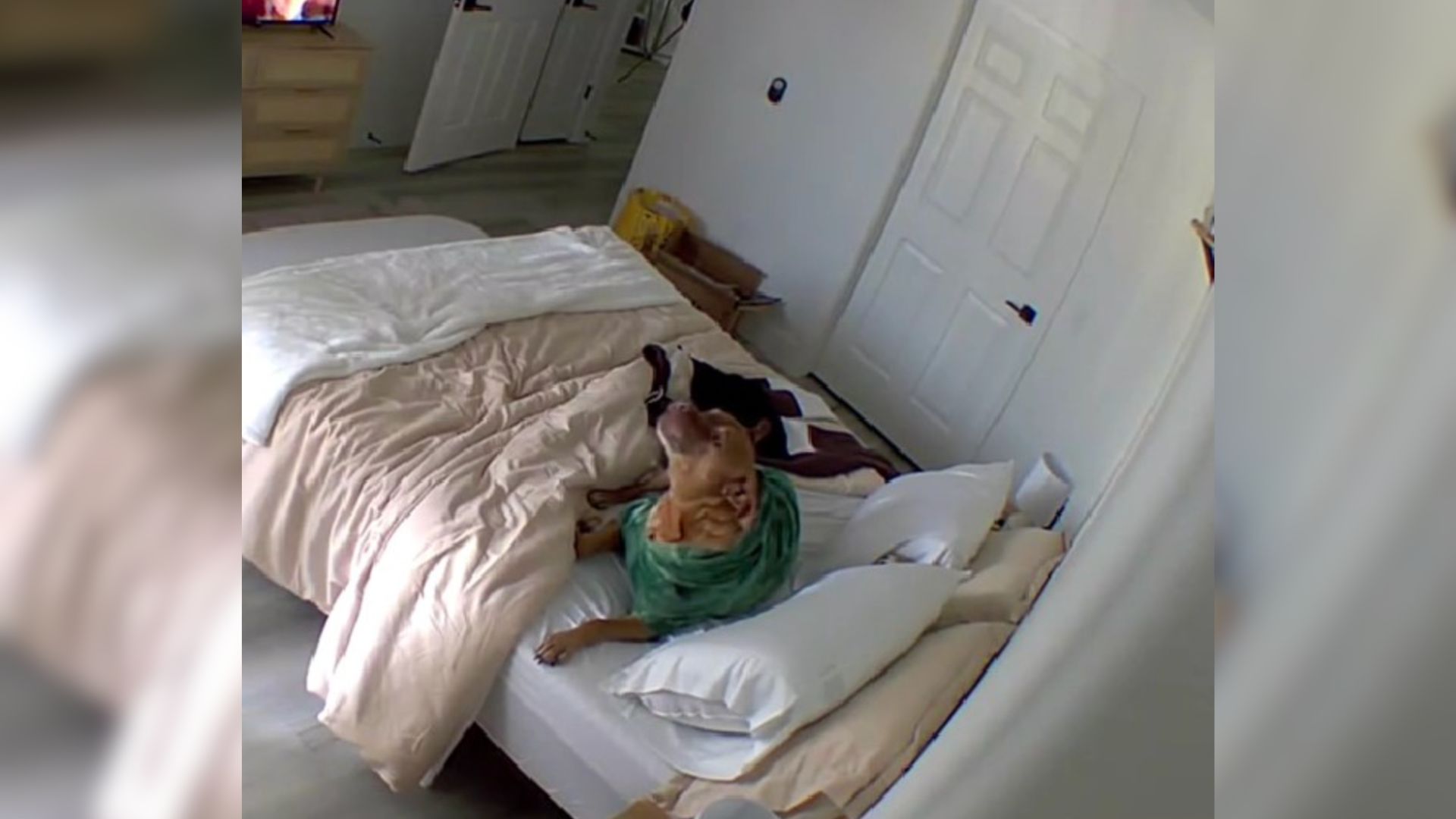 Woman Noticed Her Bed Was Always Messy And Then Realized Who Was The Culprit