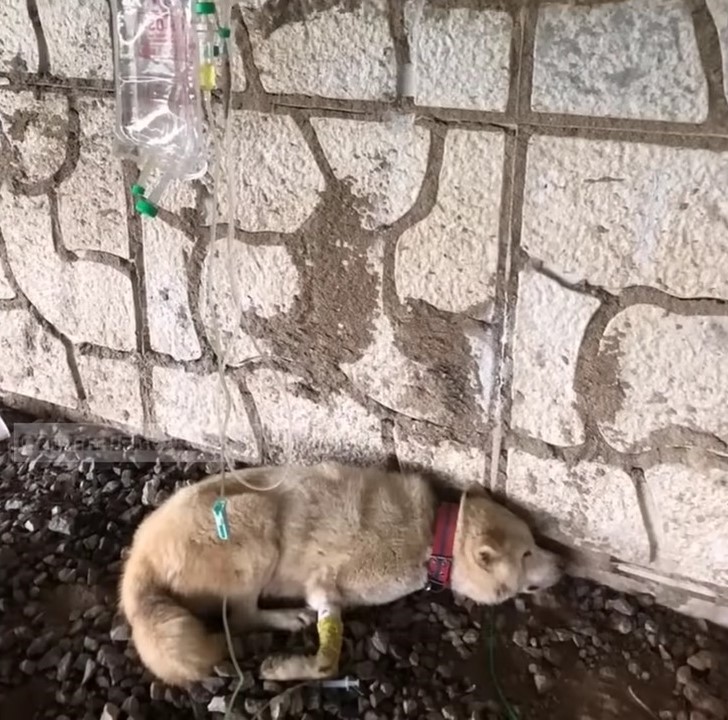 dog recovering with infusion