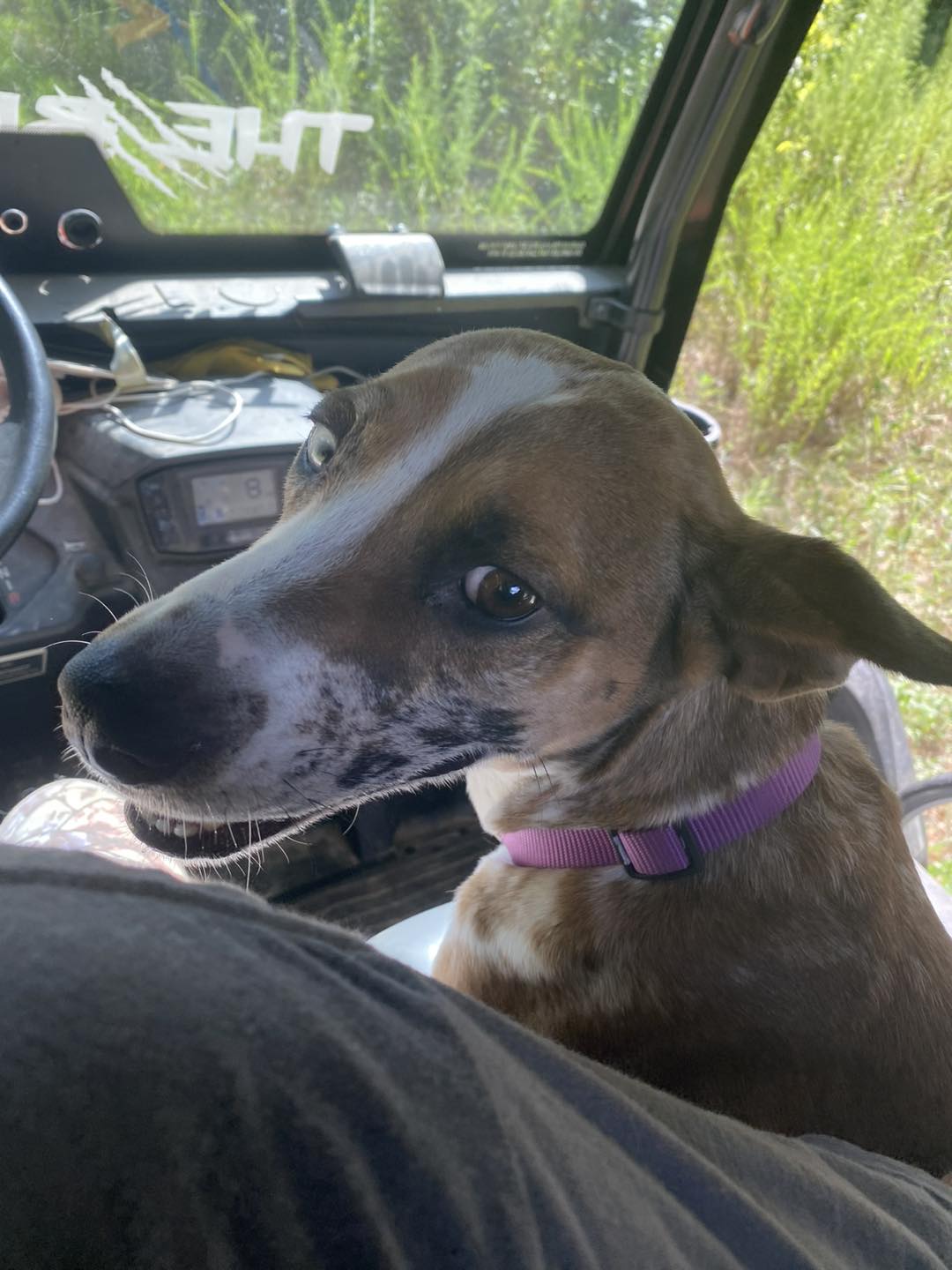 dog riding in a golf cart