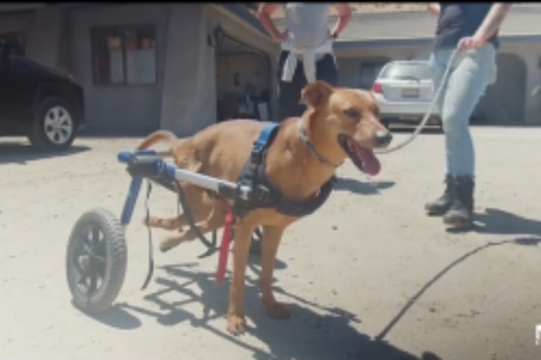 dog set with wheelchair