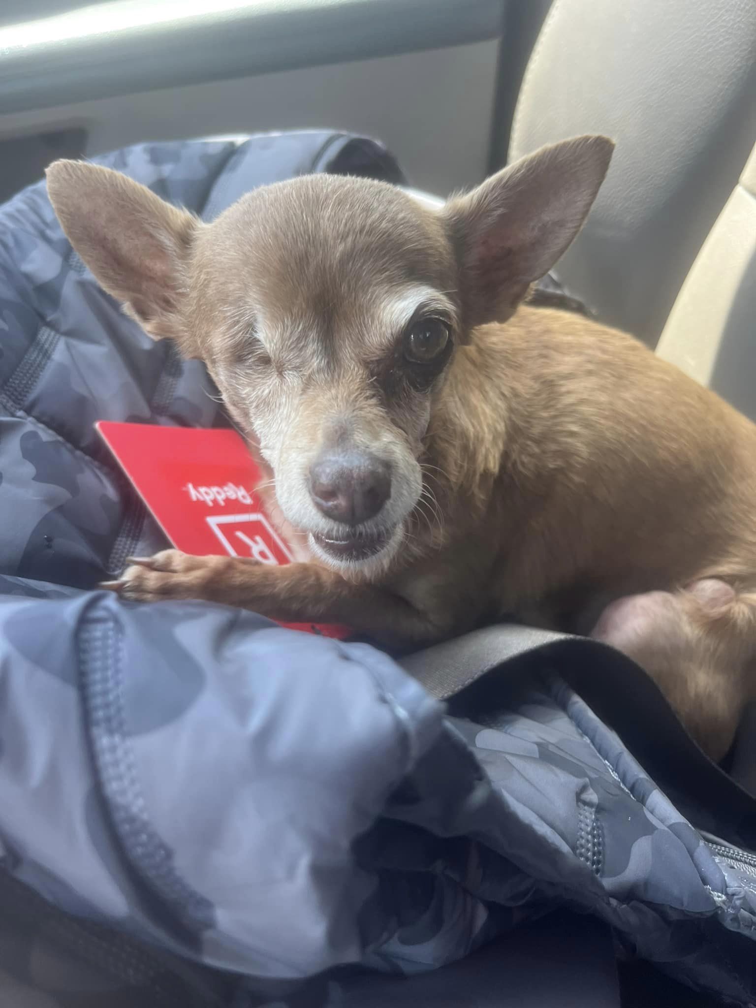 dog sitting in a car