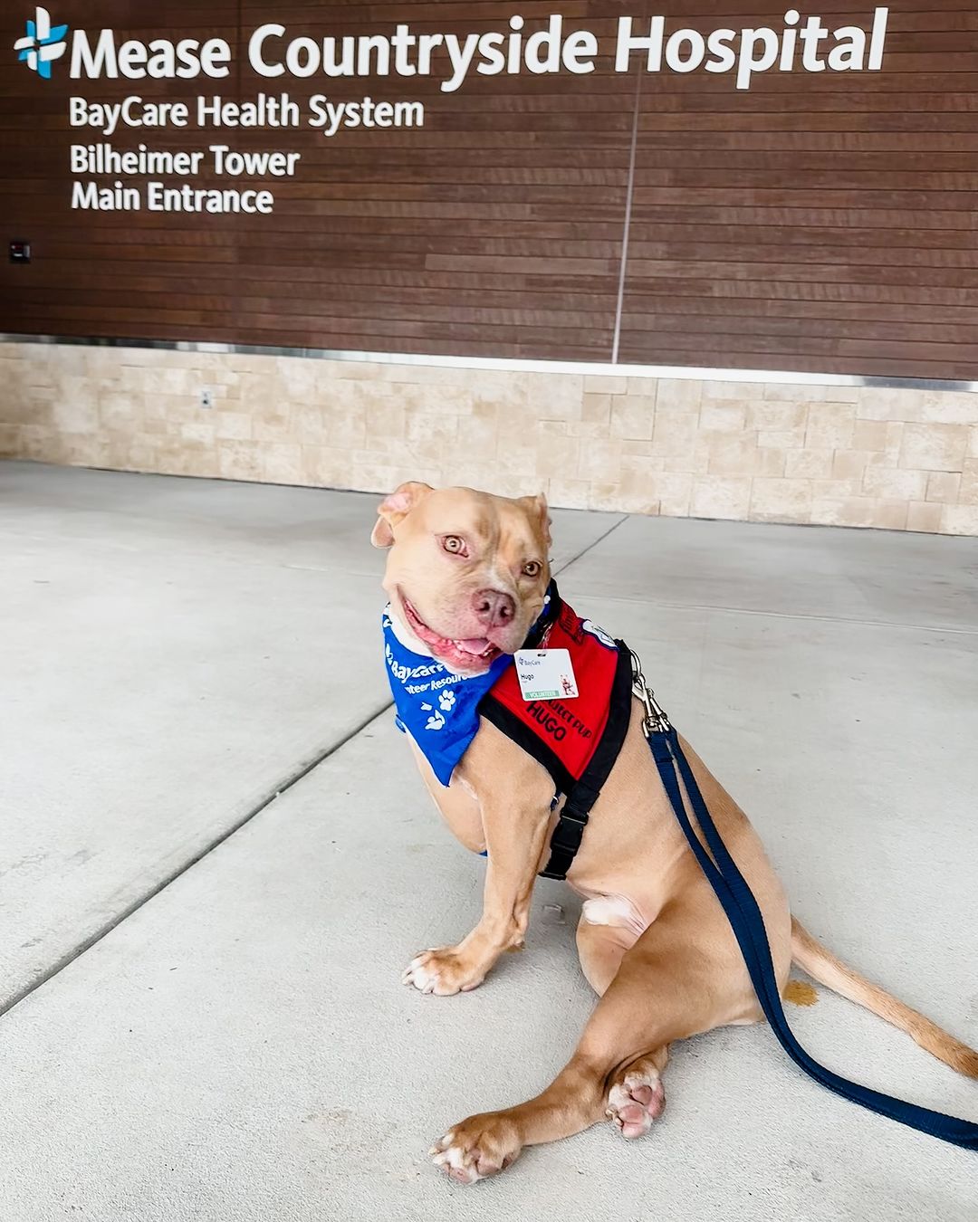 dog sitting in front of hospital