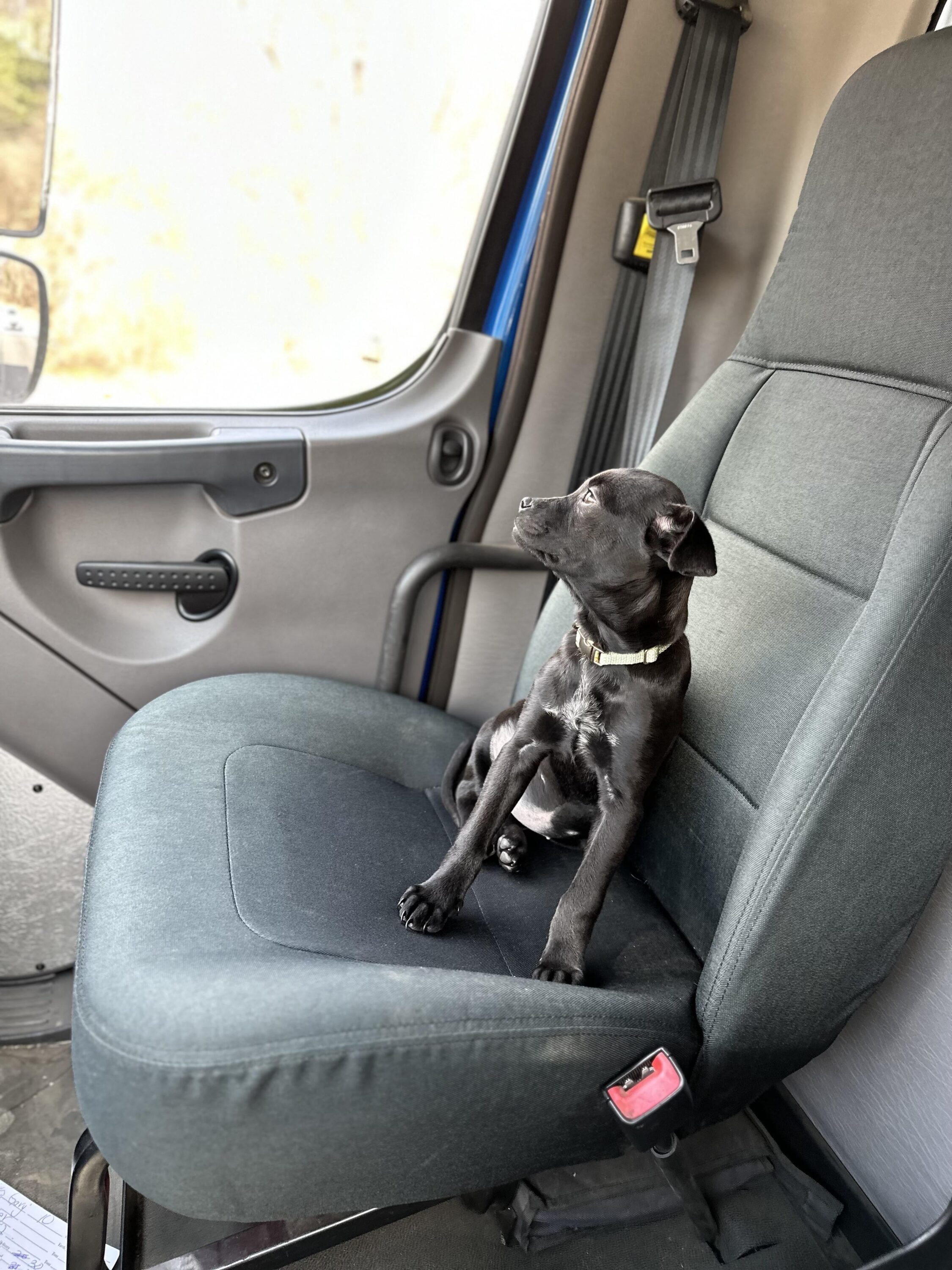 dog sitting inside the truck