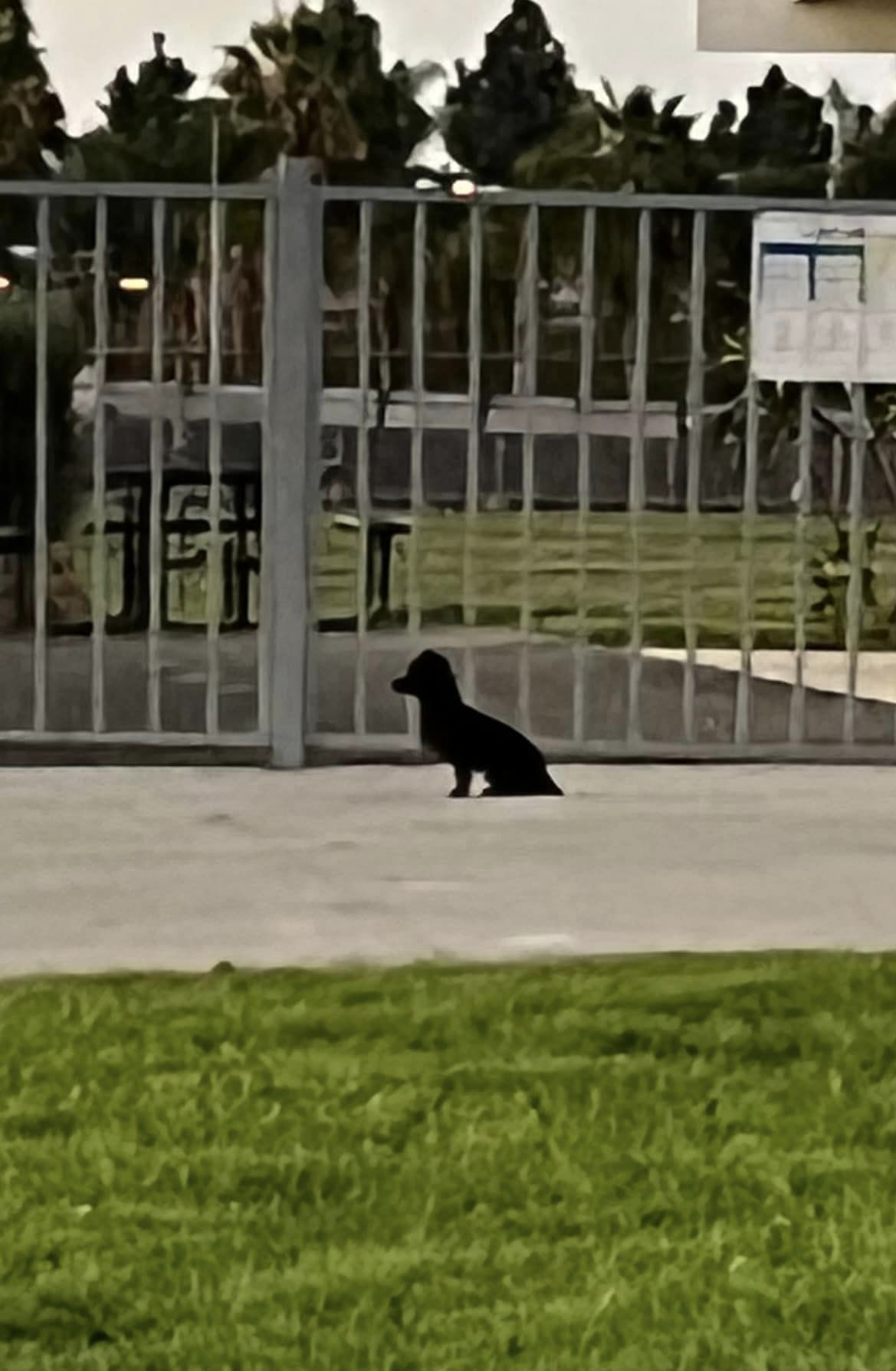 dog sitting near big metal fence