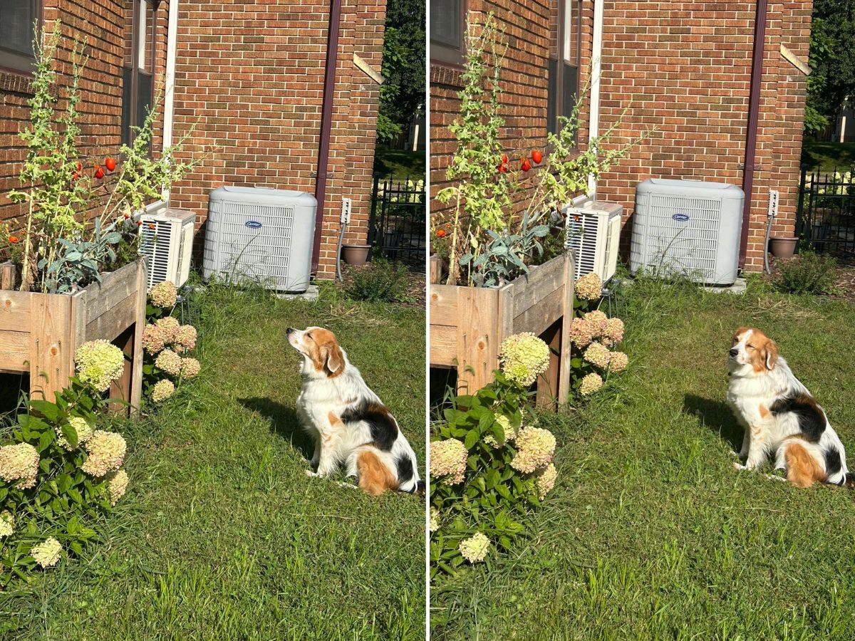 dog sitting near flowers