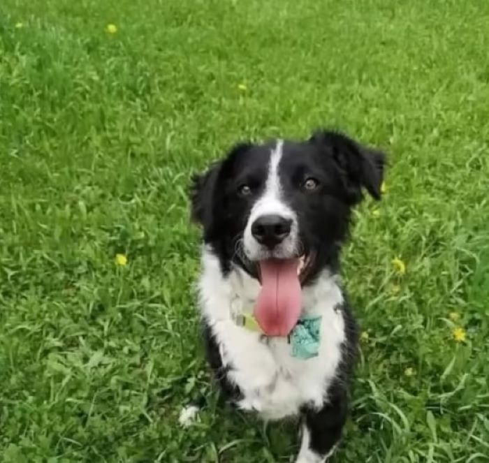 dog sitting on grass