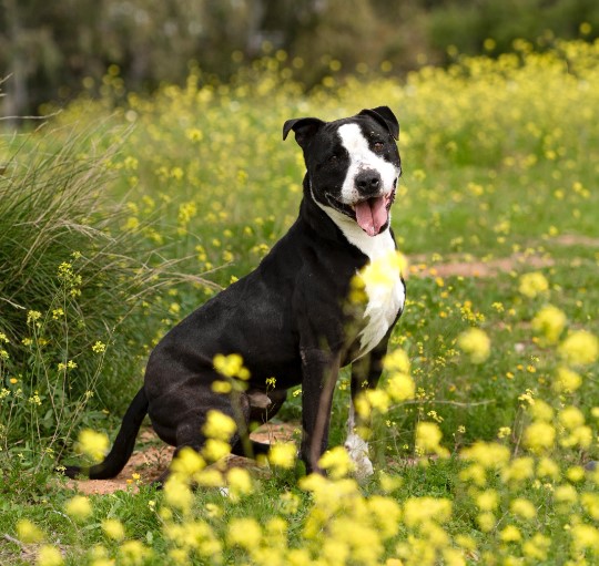 dog sitting on grass with yellow flowers