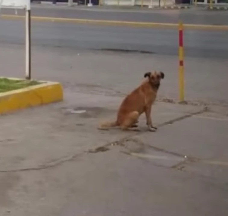 dog sitting on the street