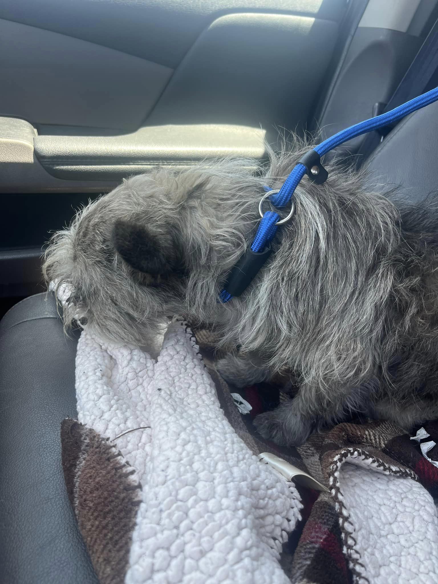 dog sleeping in a car