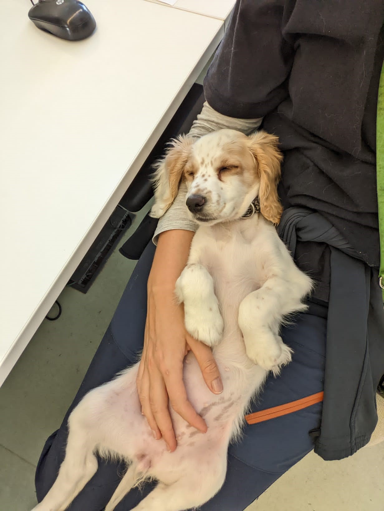 dog sleeping on a owner legs