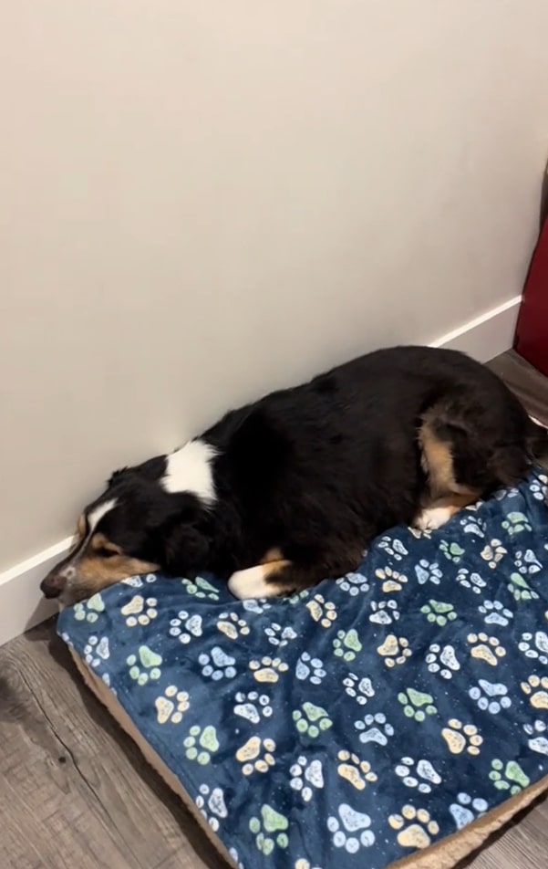 dog snuggled on the blanket