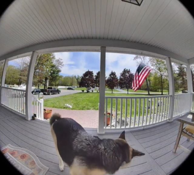 dog standing in front of house