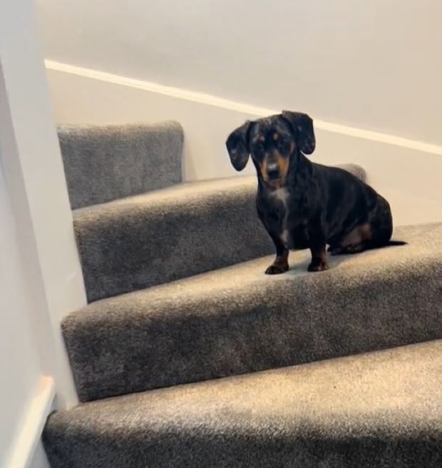 dog standing on stairs