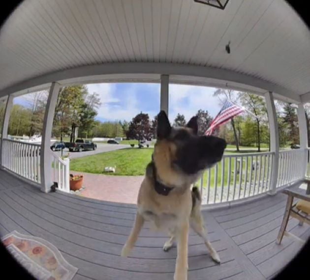 dog standing on the porch