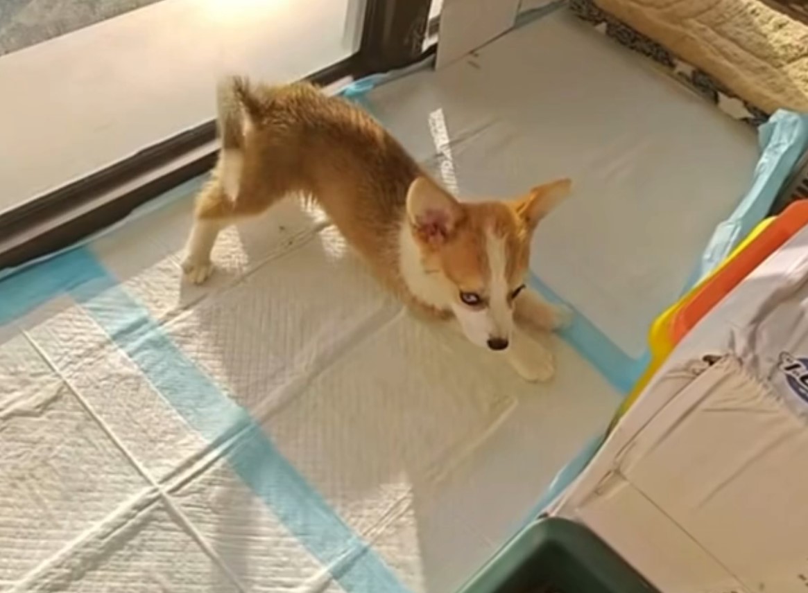 dog standing on the towel