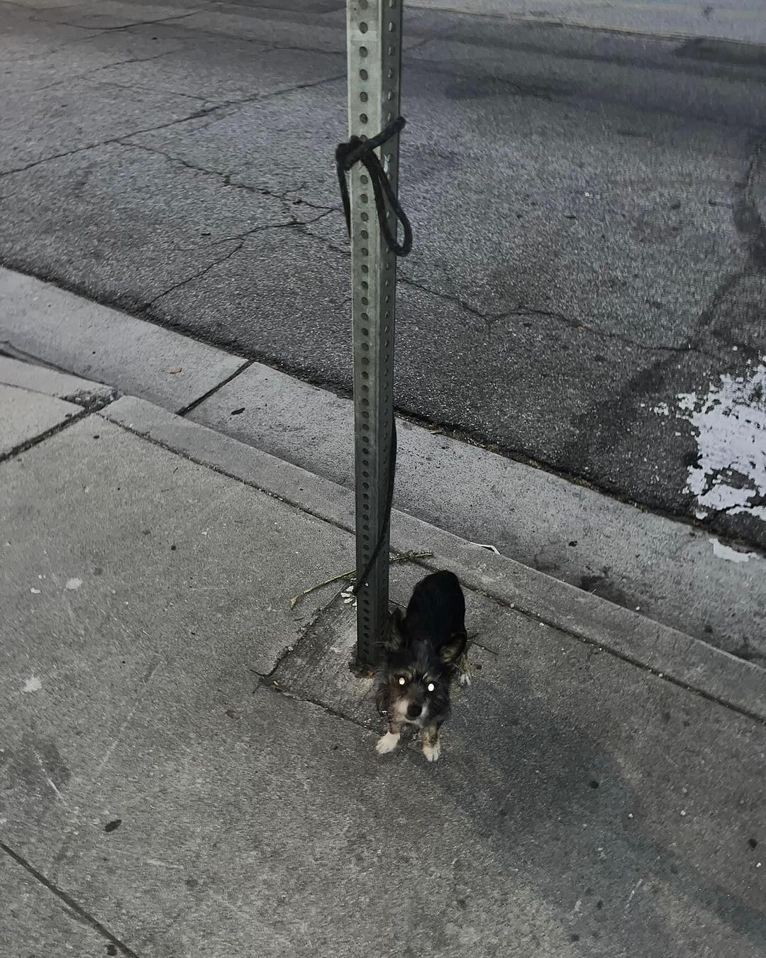 dog standing tied to a pole