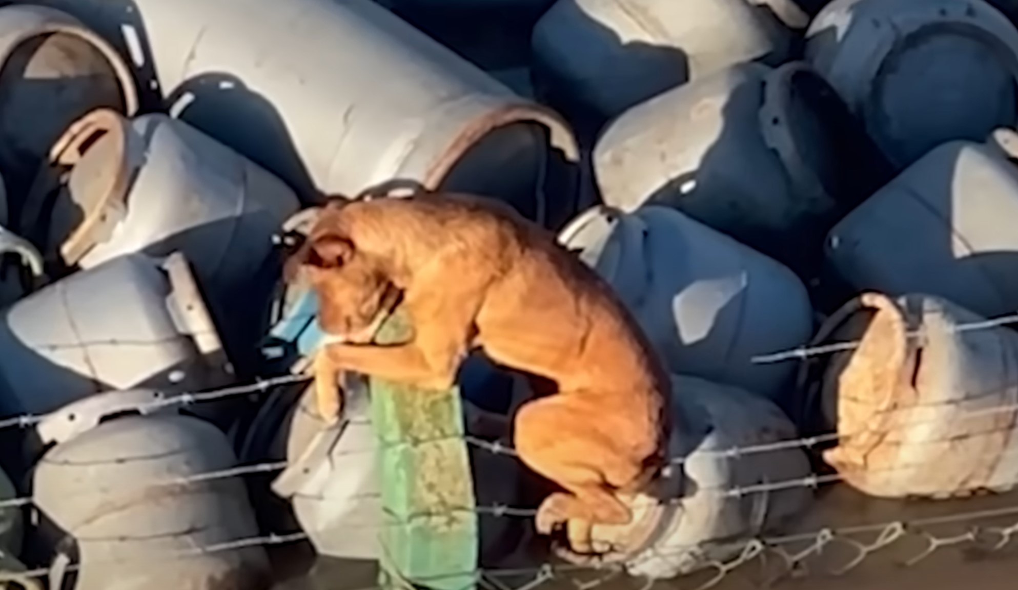 dog stuck on the wire