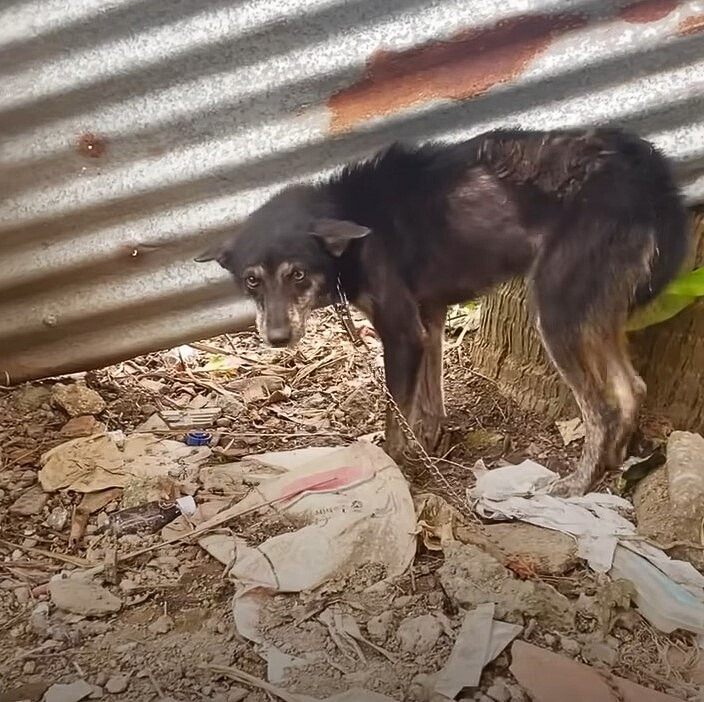 dog tied to a chain