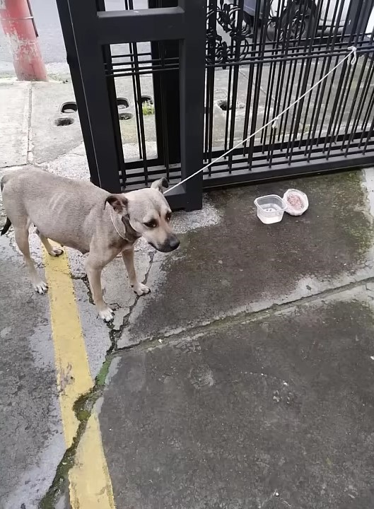 dog tied to a fence