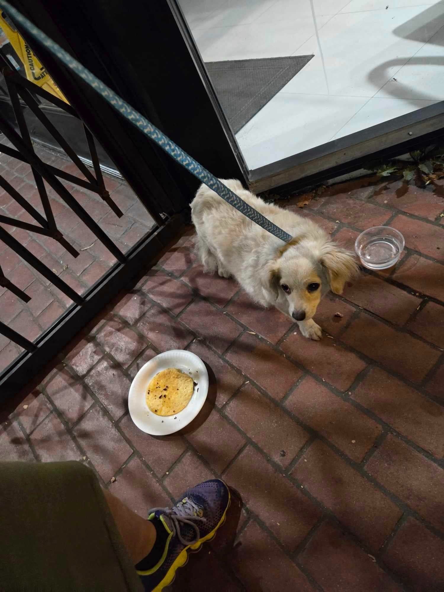 dog tied up to leash outdoor