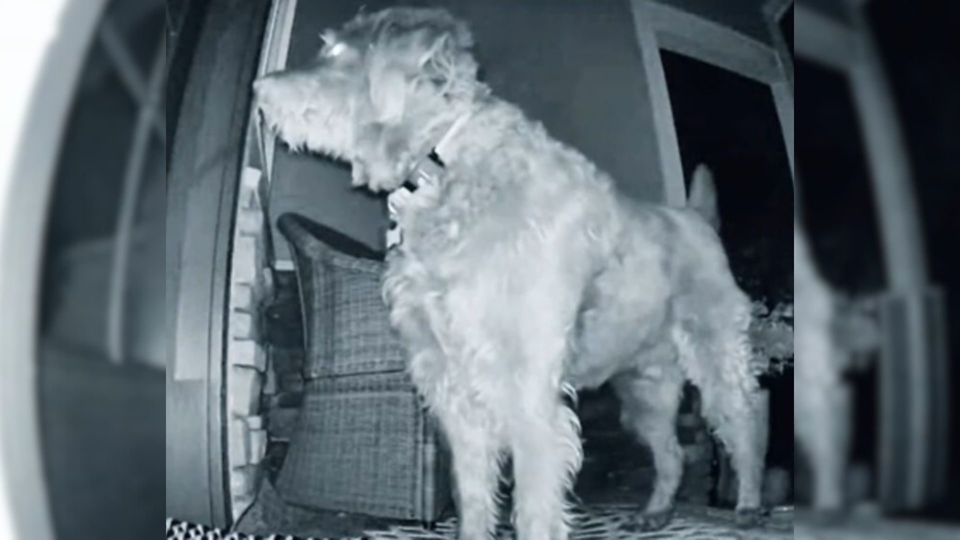 Dog Wakes Up Woman At 5:30 A.M. With A Shocking Surprise On The Porch