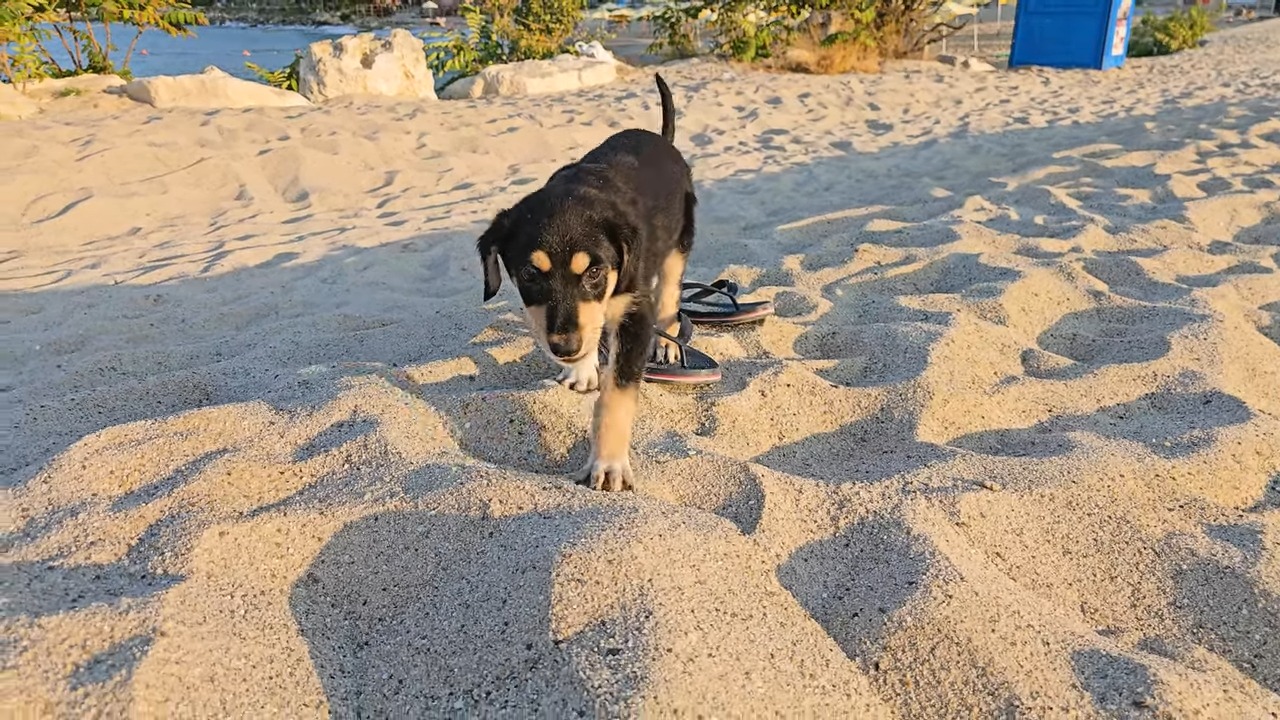 dog walking on sand