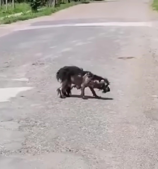 dog walking on the street