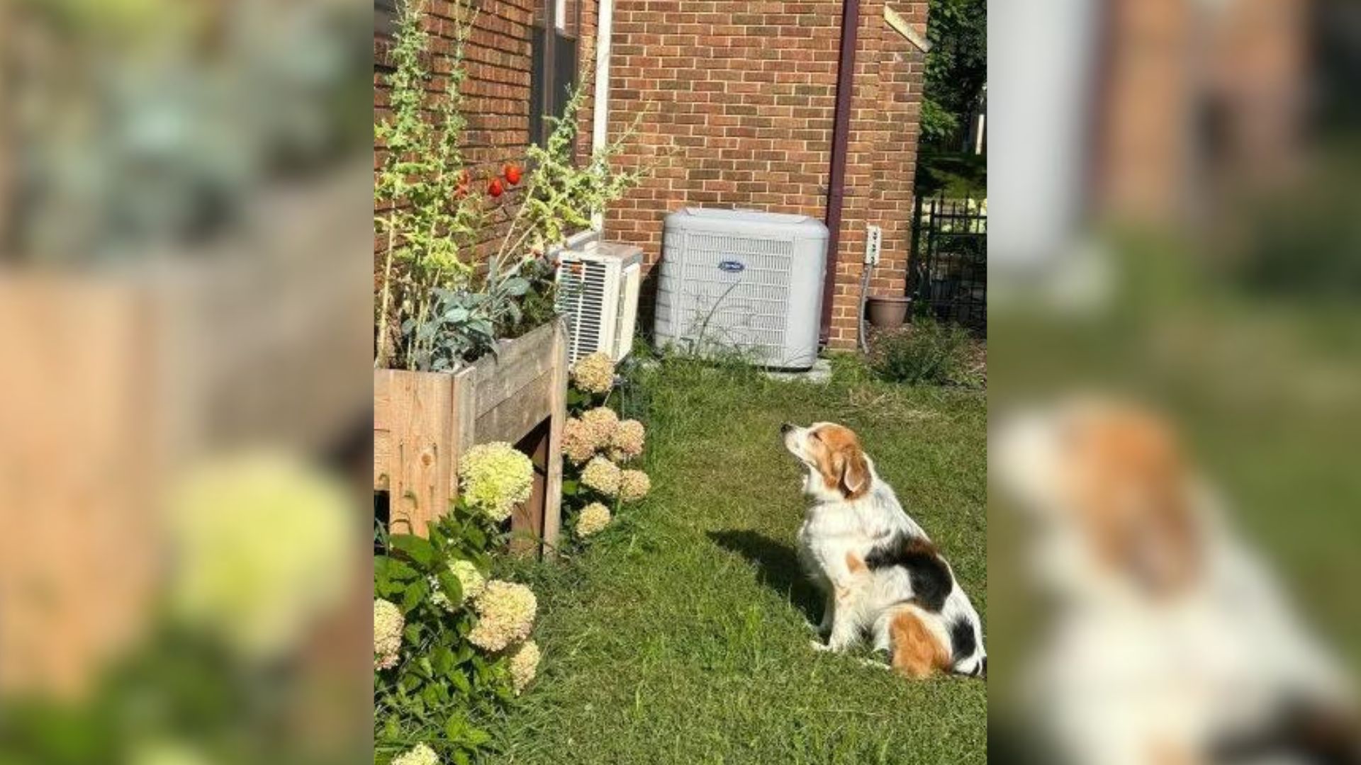 Dog Was Sad And Frustrated When He Saw What The Owner Had Done With His Secret Food Source