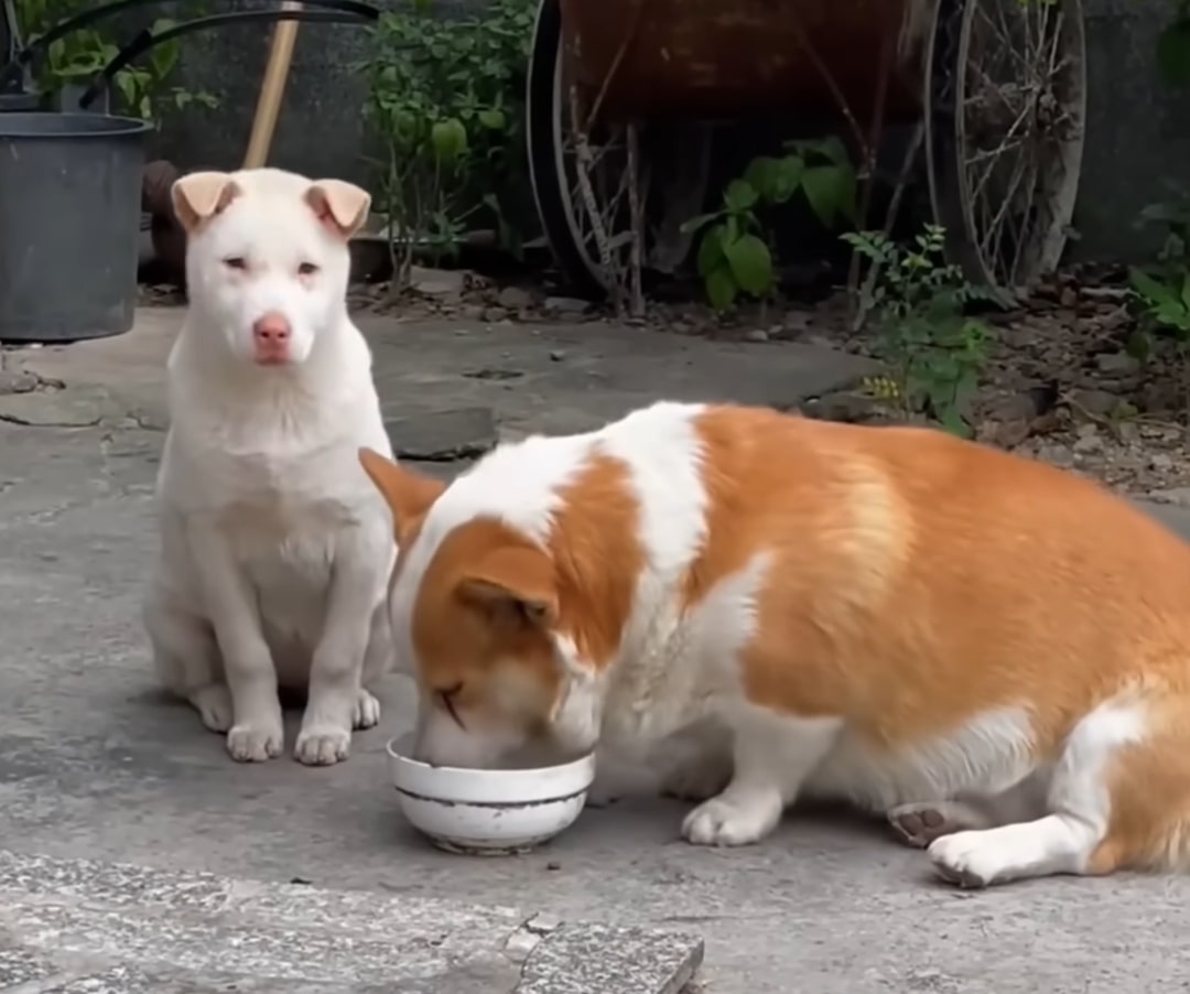 dog watching another dog eating