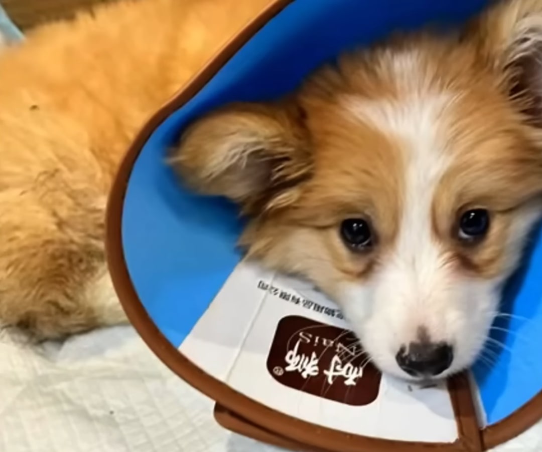 dog wearing a blue cone