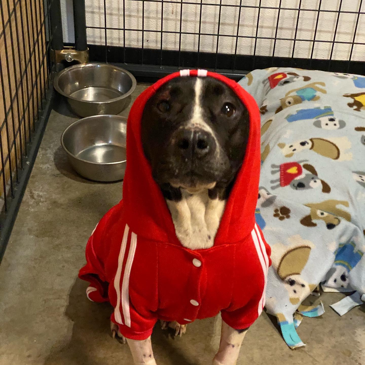 dog wearing a red hoodie