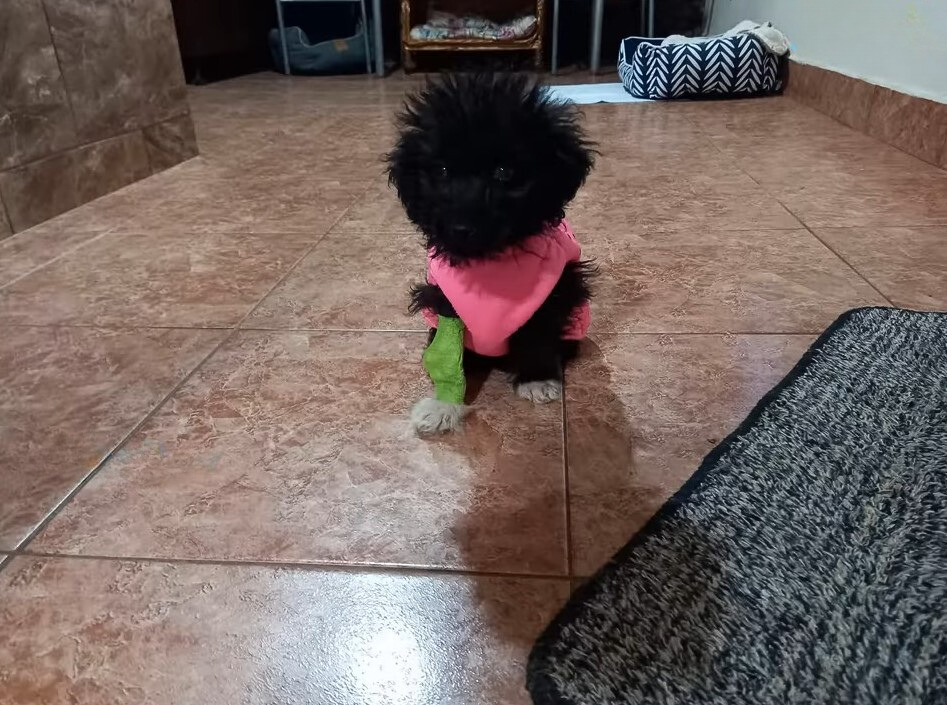 dog wearing pink vest