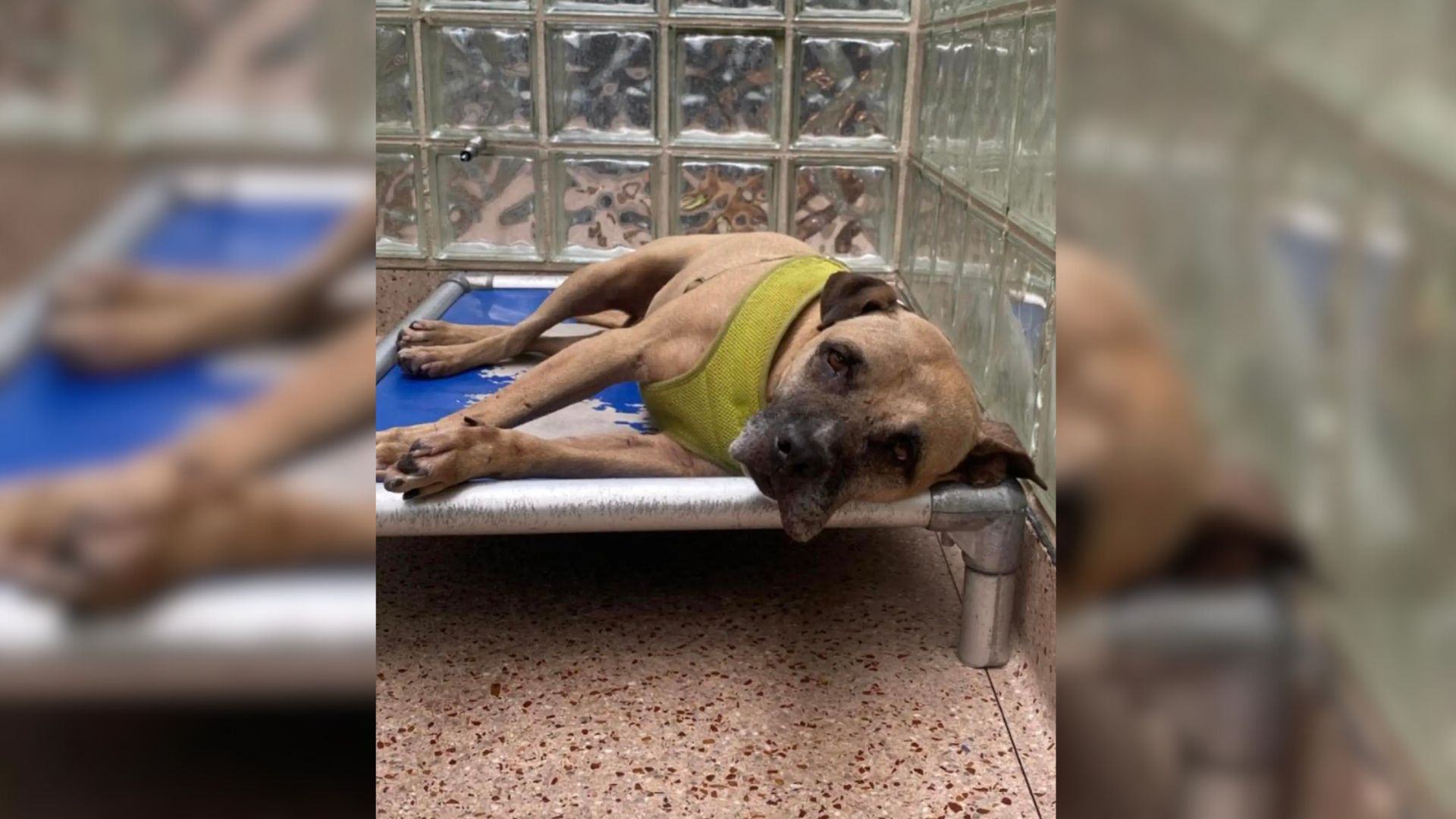 Dog Who Enjoyed Life In His New Home Had To Return To A Shelter After His Owner Passed Away