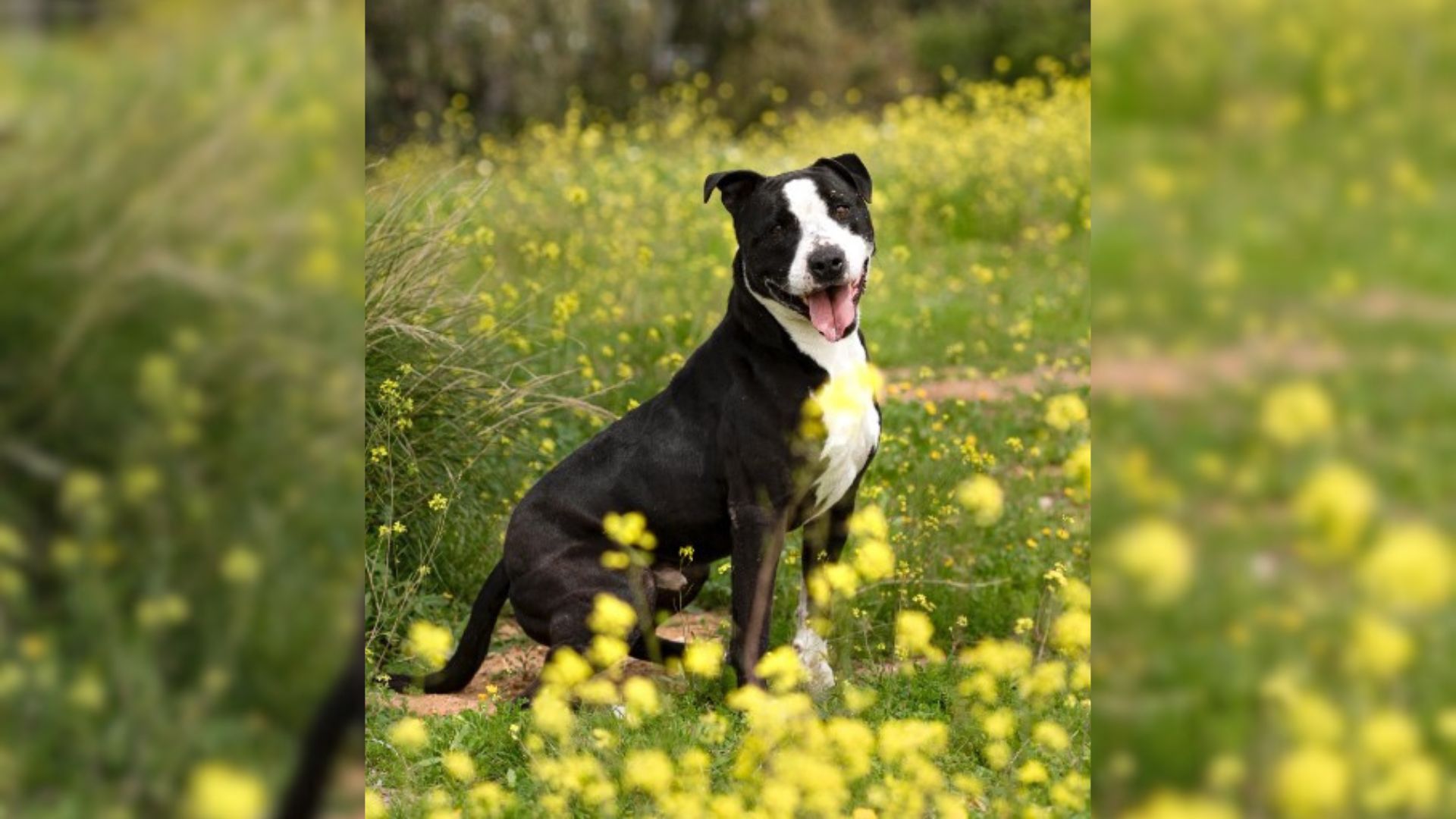 Dog Who Slept On The Cold Shelter Concrete For 7 Years Finally Felt The Warmth Of Home