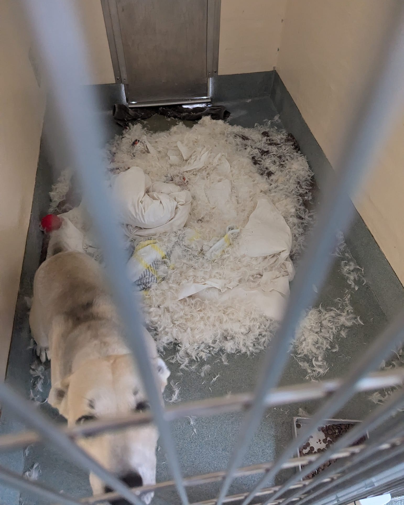 dog with a pile of feathers