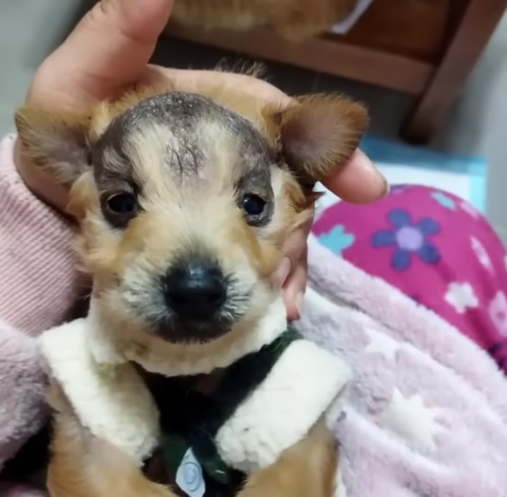 dog with bold patch