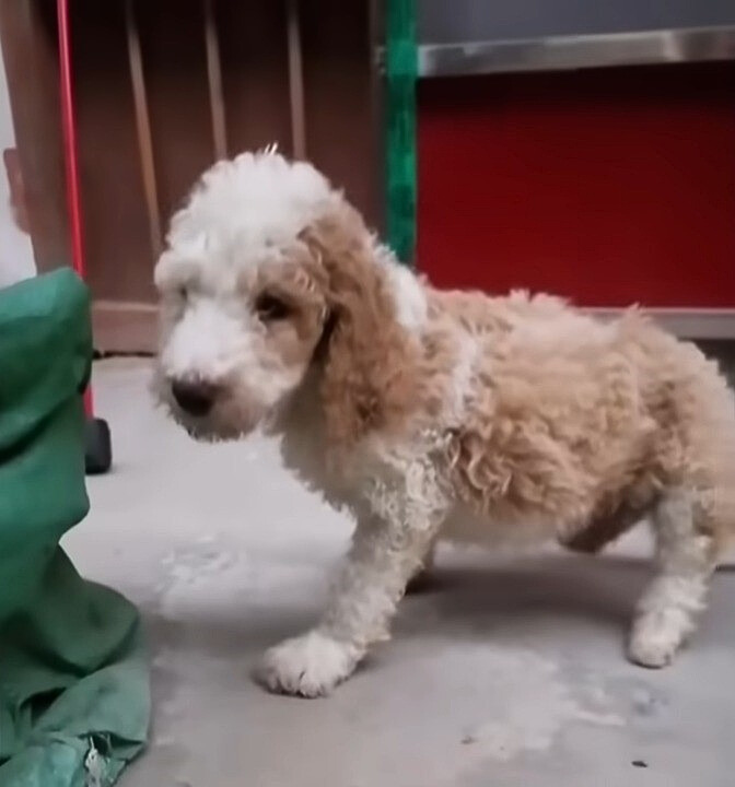 dog with curly fur