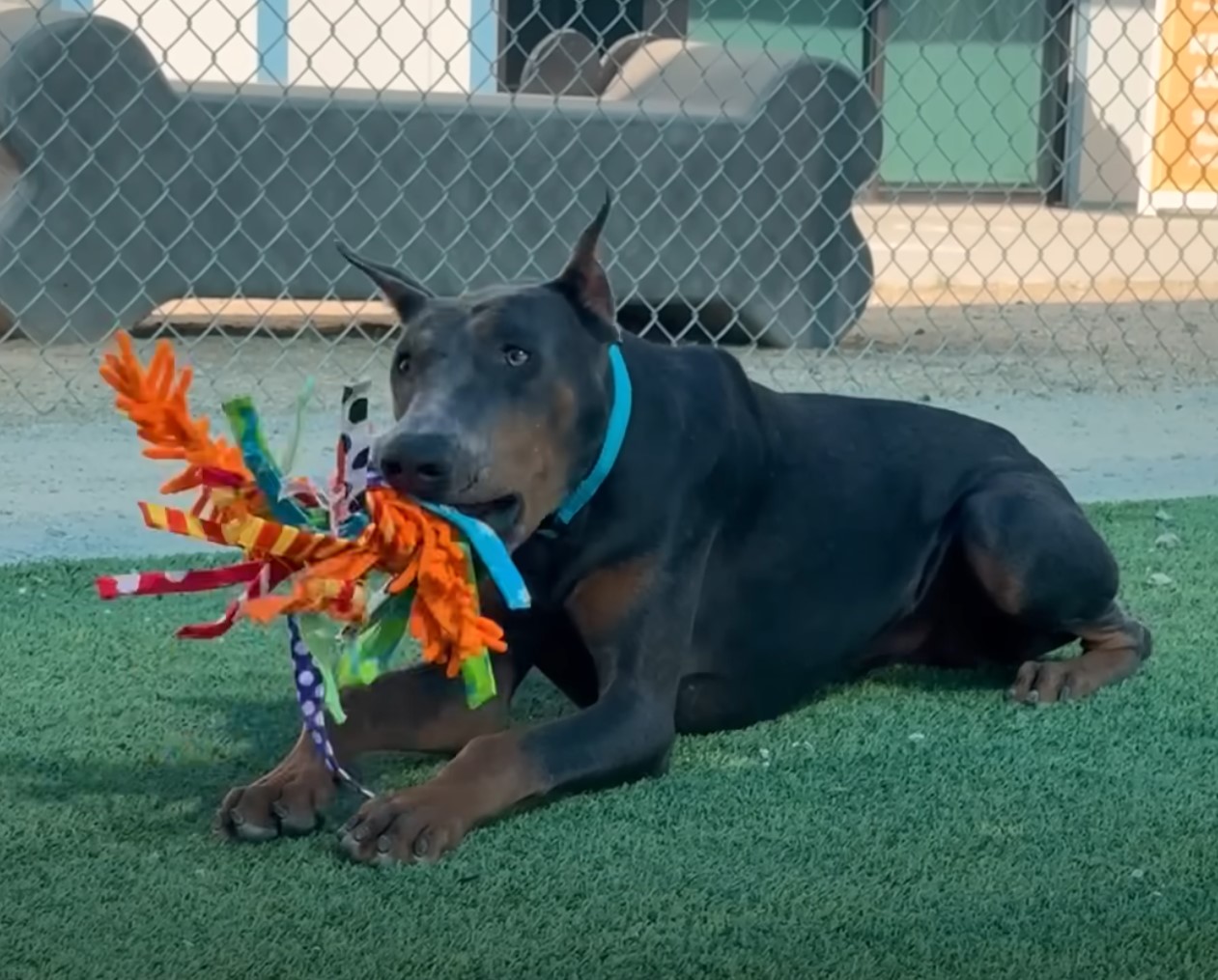 dog with flowers